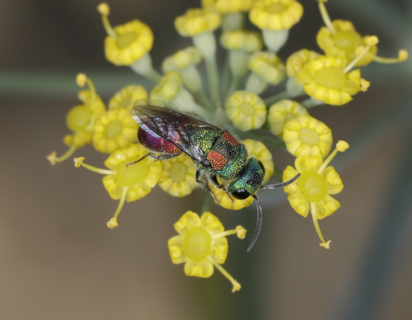 Chrysididae da identificare: Chrysis grohmanni krkiana